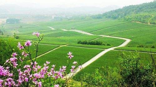 田园综合体设计