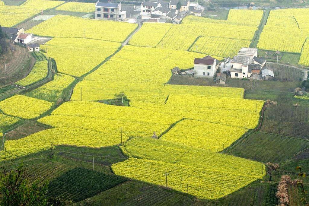 田园综合体设计